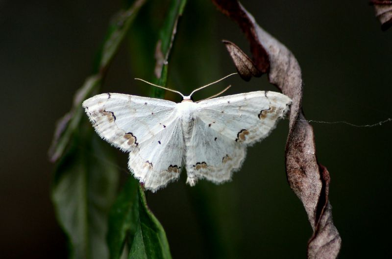 Scopula ornata?